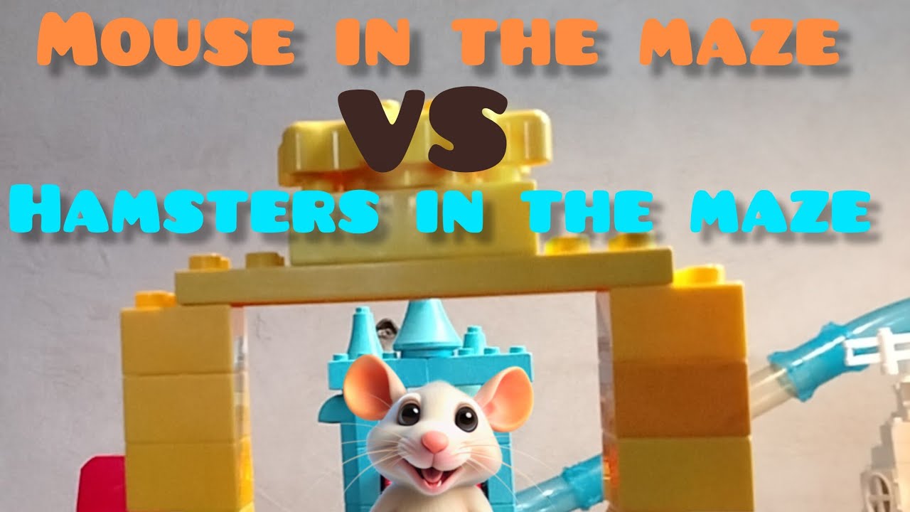 Hamsters in the maze VS mouse in the maze