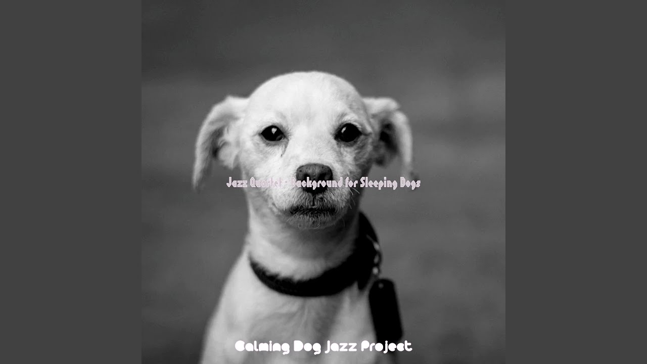 Mellow Ambience for Dogs