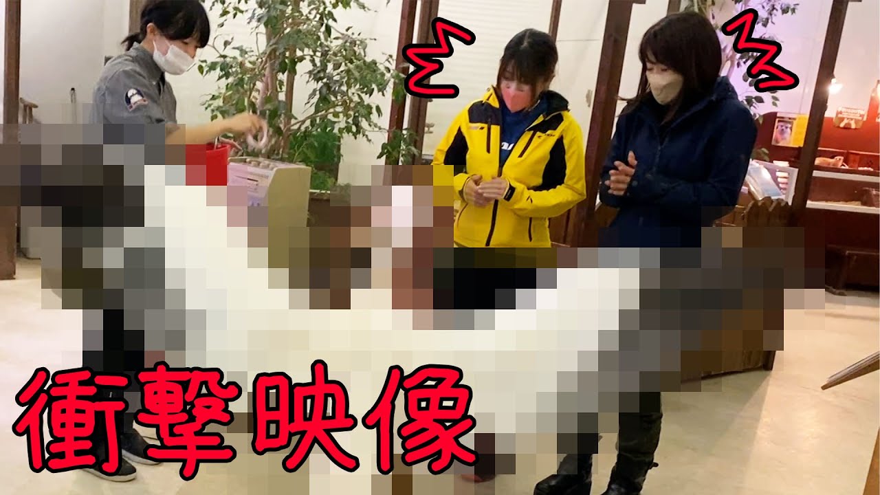 【元AKB48】癒しをプレゼントするはずが、想定外すぎたwww【箱根ツーリング】