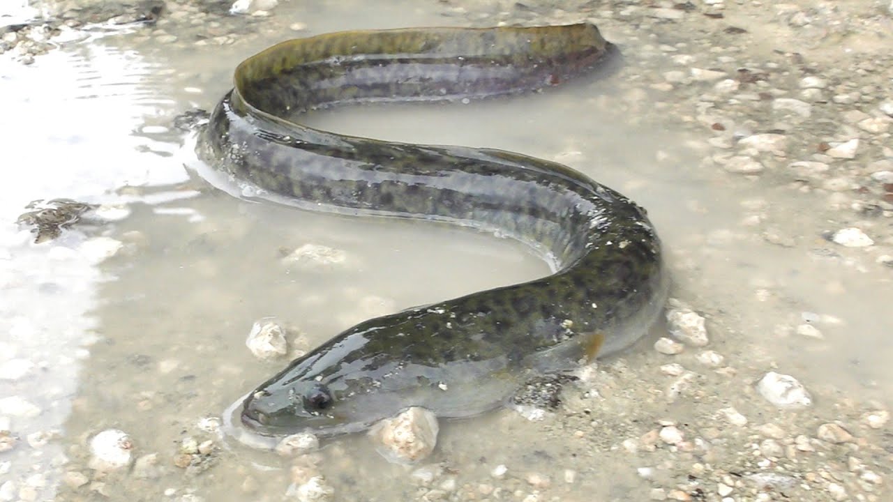 オオウナギ捕まえてペットにする