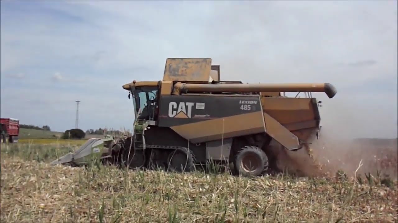 Cosechando Maiz Amarillo en suelo humedo - CAT LEXION 485