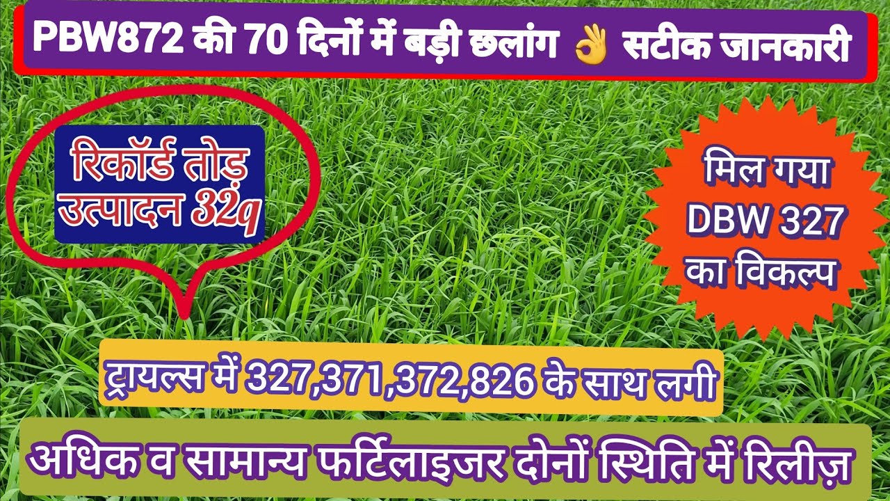 70 दिन में PBW 872 की बड़ी छलांग 👌 #pbw872 #wheatseed #wheat #pbw826 #dbw327 #dbw372 #गेहूं #paul 