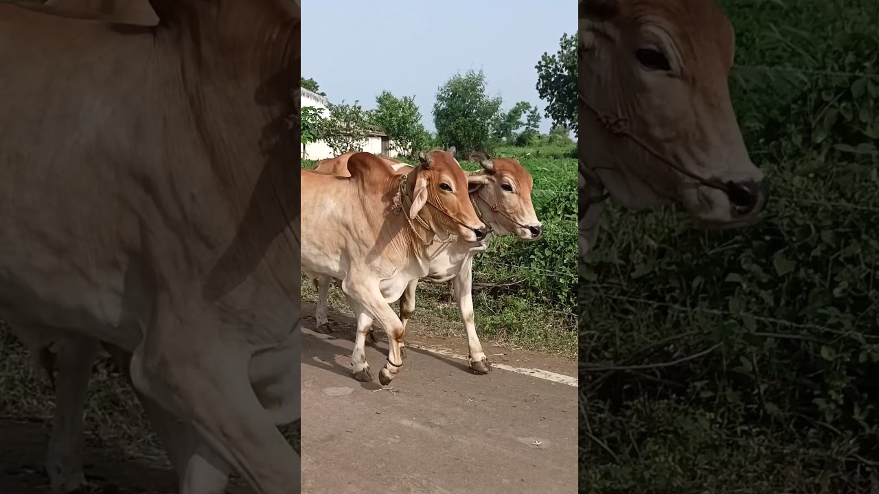 sandar bail Jodi video #viral #trending #youtubeshorts #kisan #oxen #bail #bail #shorts #bull