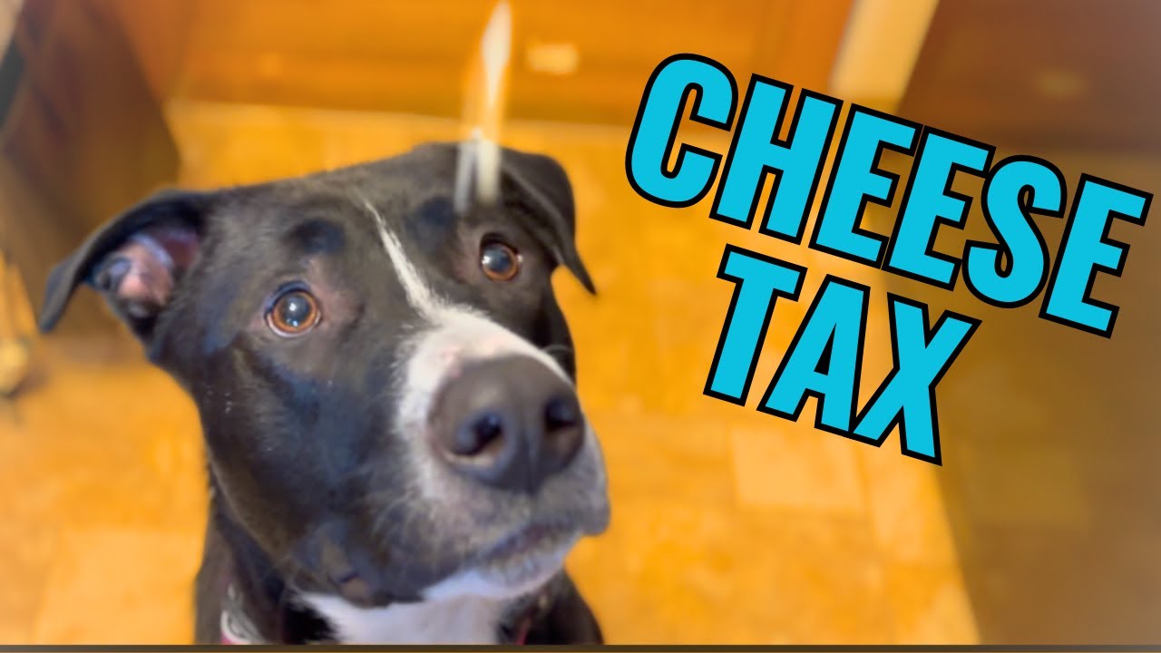 The CHEESE Tax! 🧀🧀🧀 You Gotta Pay the 🧀 TAX!!