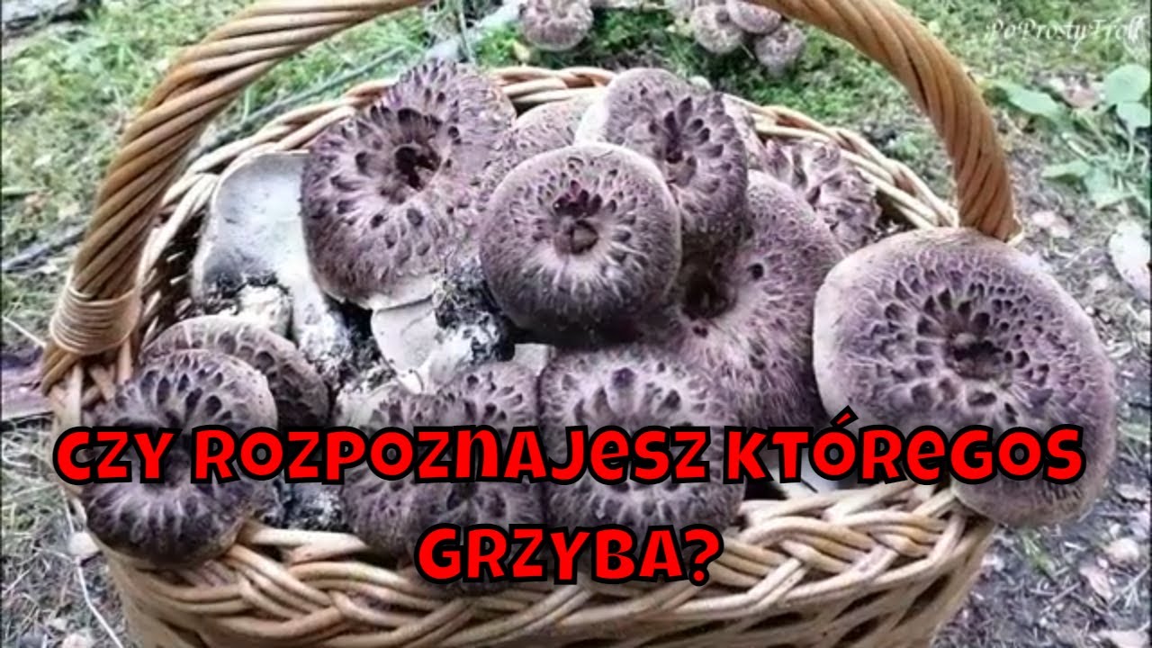 Cudowne Gatunki GRZYB&Oacute;W Norwegia 2021 !