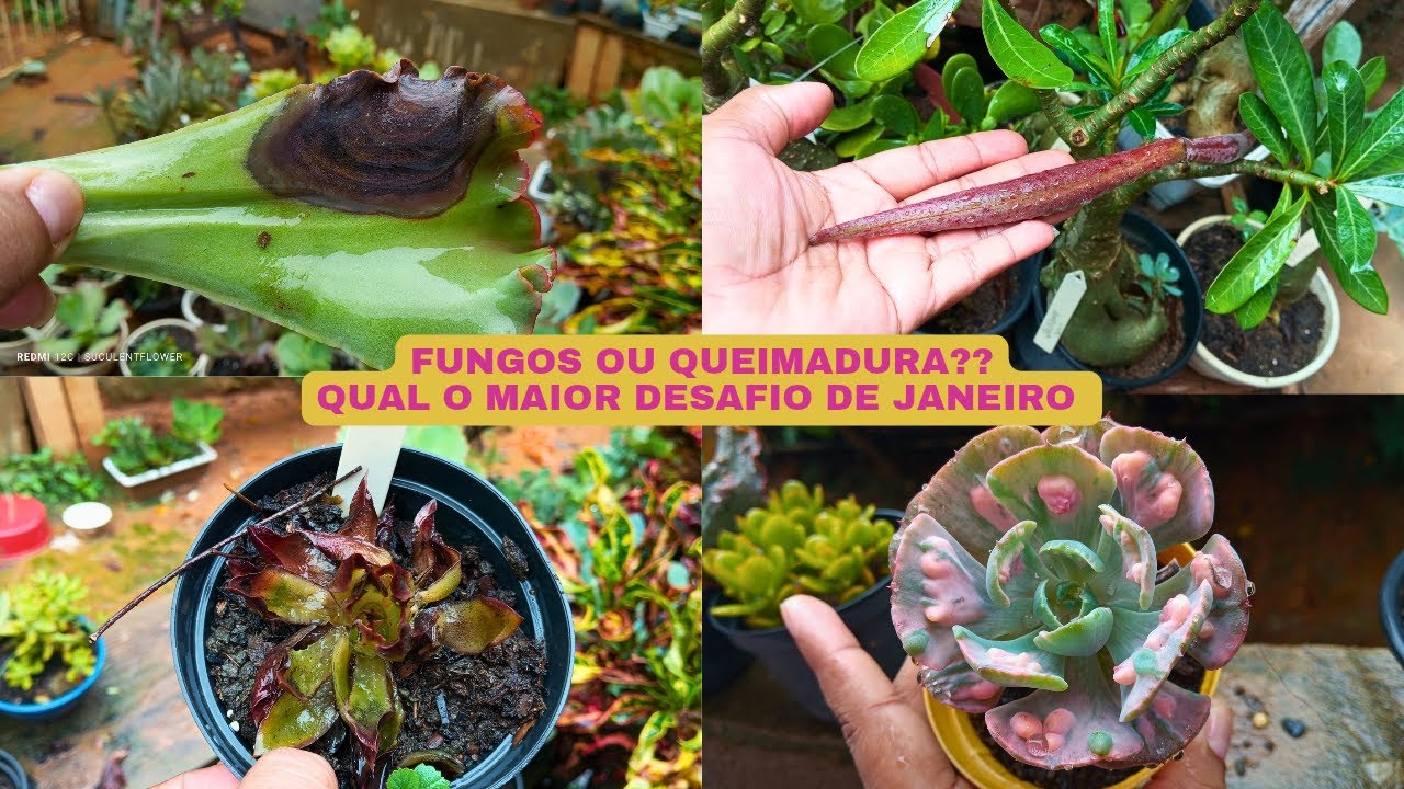 FUNGOS E QUEIMADURAS /como estão minhas suculentas e plantas em janeiro