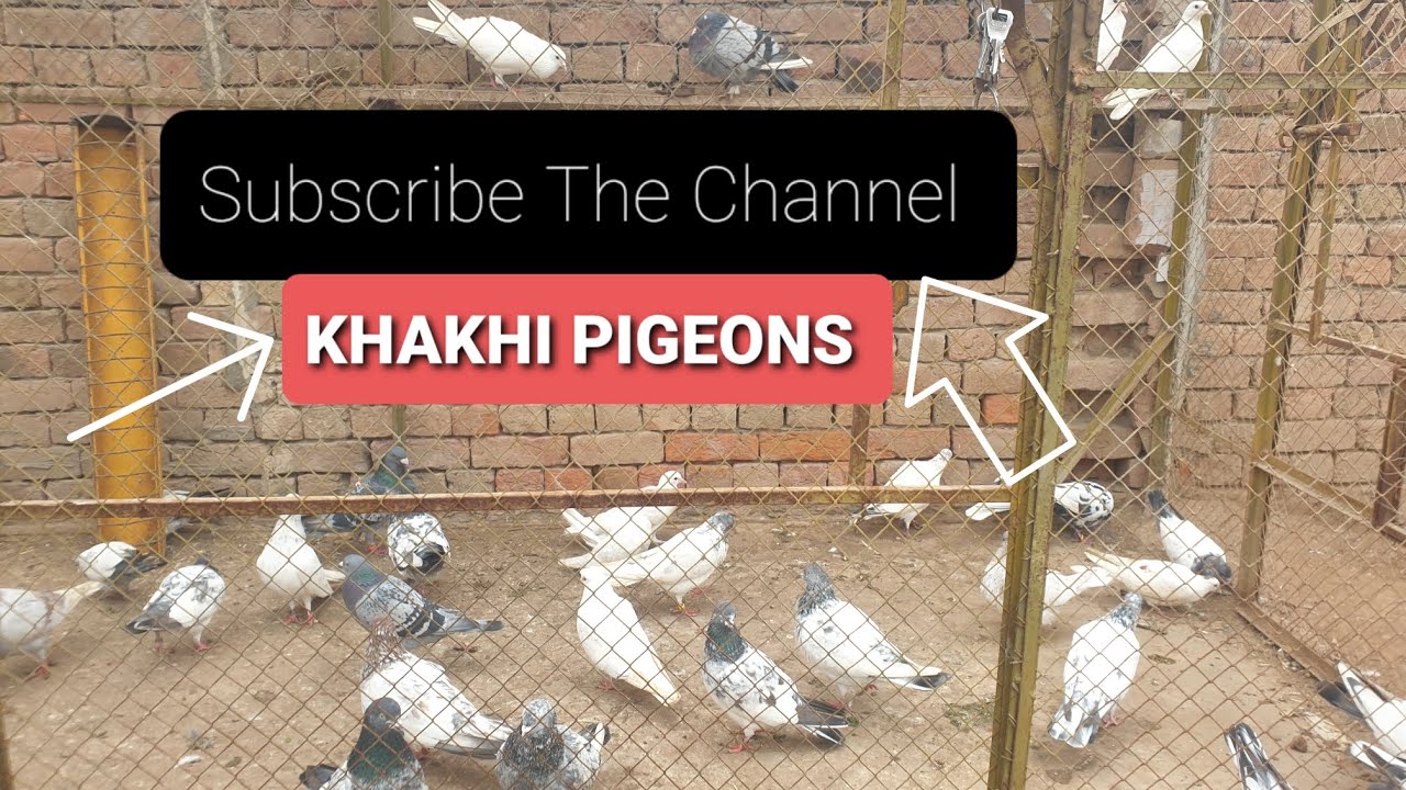 Today New Video 6 January 2026 | KHAKHI PIGEONS 