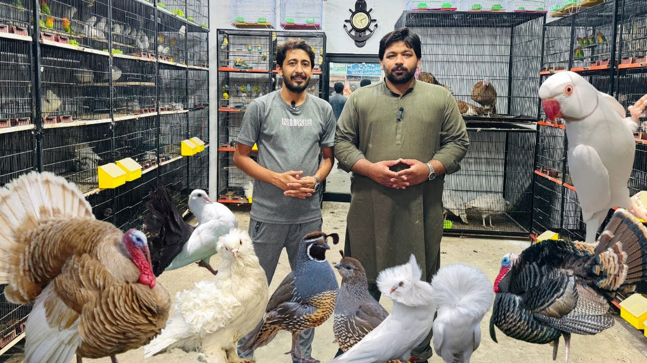 Multan Birds Market Rashadabad Birds Home Shop Latest Update 23 October 2025 |Pakistan Birds Market|