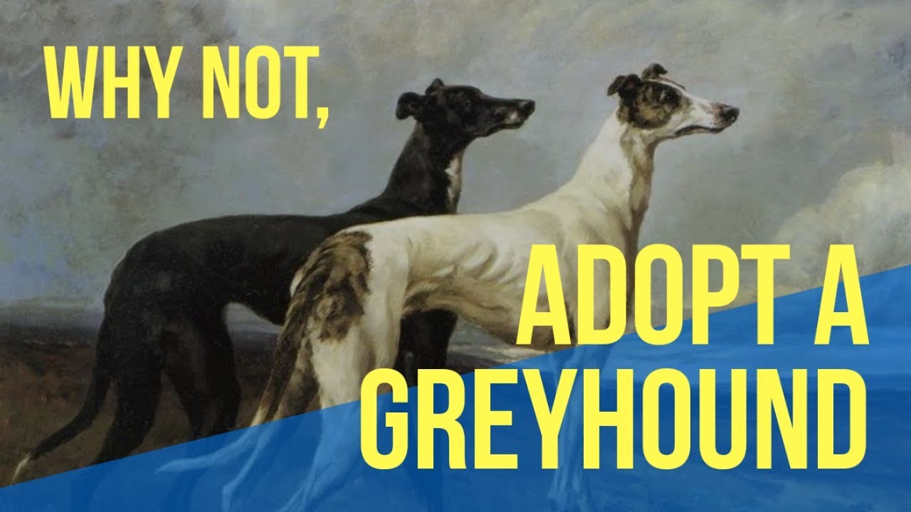 Greyhound adoption