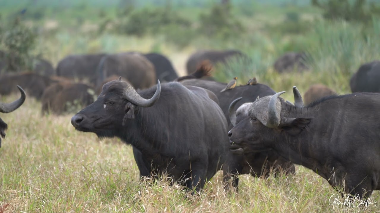 Water buffalo calf in tall grass