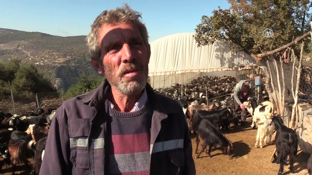 Söğüt'te hayvancılıkla uğraşan iki aile yaz kış yaylada yaşıyor