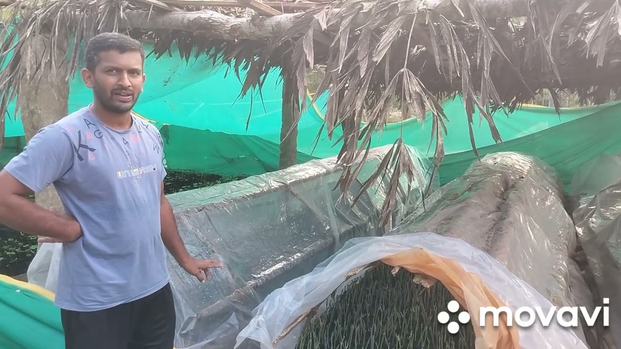 ಕಾಳು ಮೆಣಸು ನರ್ಸರಿಯ ಬಗ್ಗೆ ವಿವರಣೆ - ಸತ್ಯಪ್ರಕಾಶ್ K S