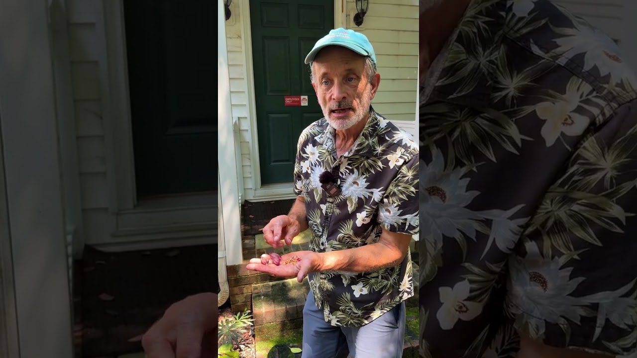 Trillium seed collection and sowing! #propagation