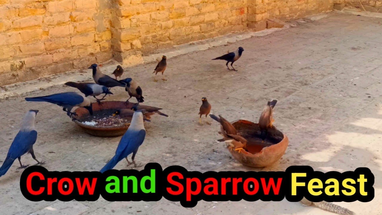 Crows and Sparrow Feast : ASMR Breakfast Moments 🐦#crows 