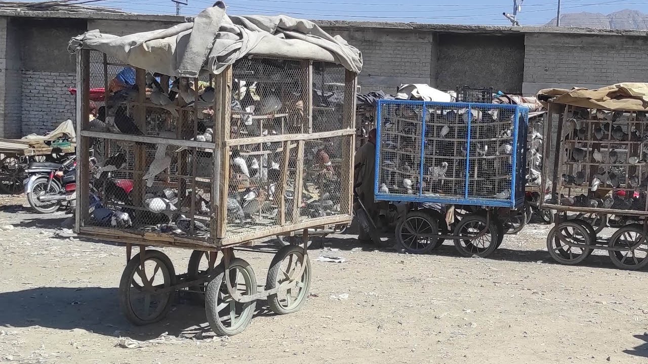 kabootar pigeon junt road Quetta market