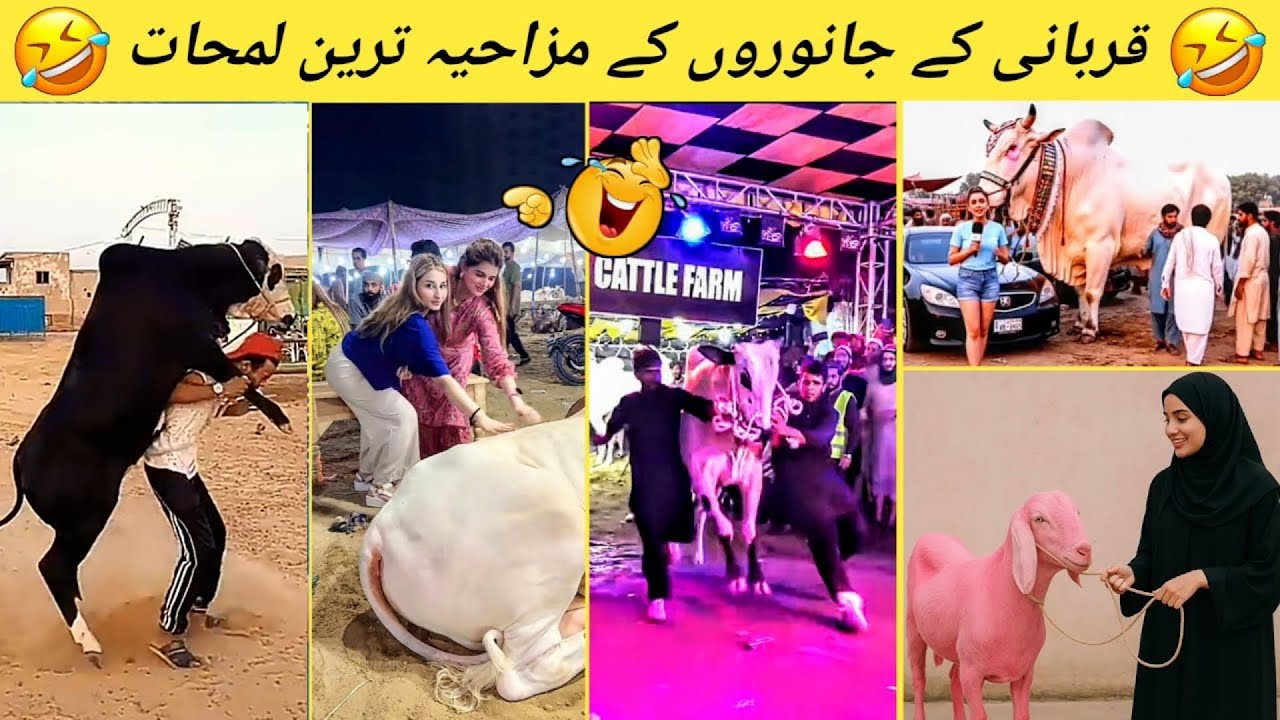 Funny Moments On Qurbani Animals🤣 Bakra Eid Funny Video