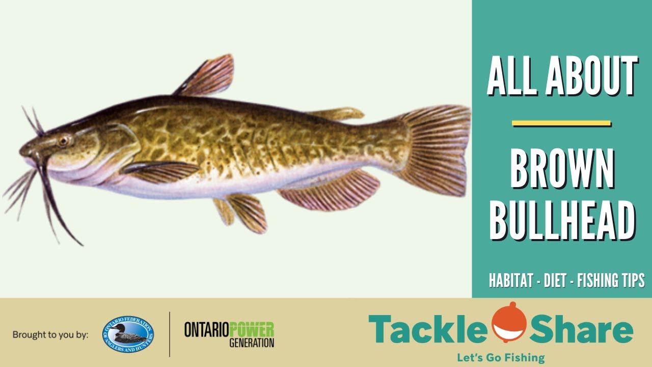 All About Brown Bullhead (IN 4 MINUTES)