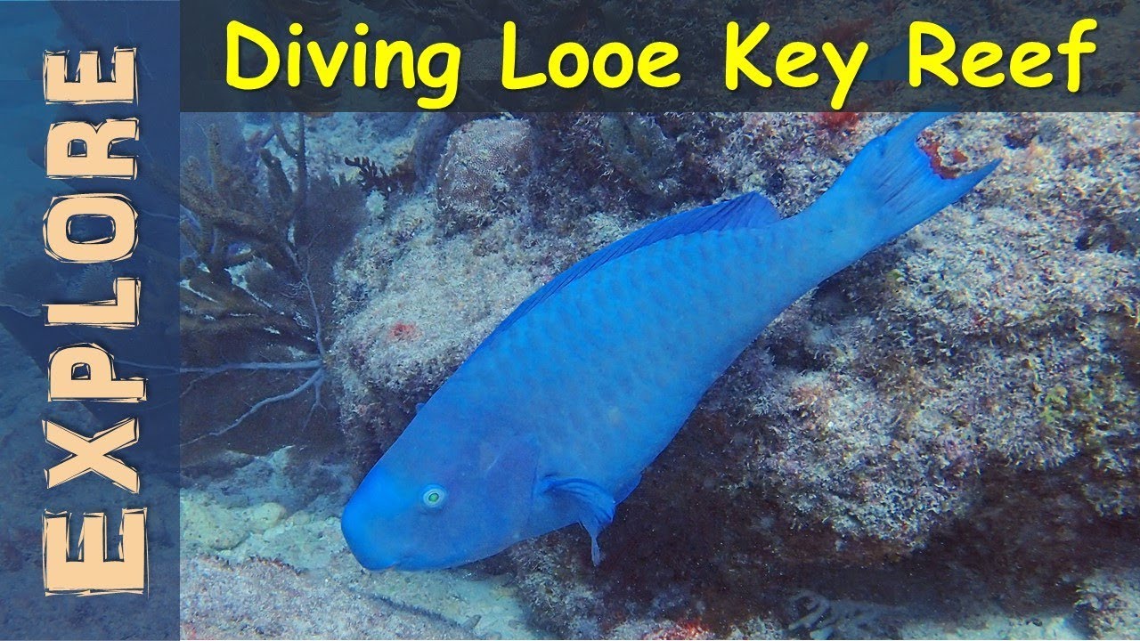 Diving Looe Key Reef - 2019