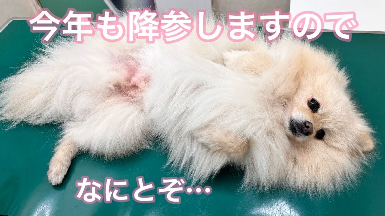 今年もなんとかこれで、注射をまぬがれたい…！【ポメ犬のモコちゃん、動物病院の日常】
