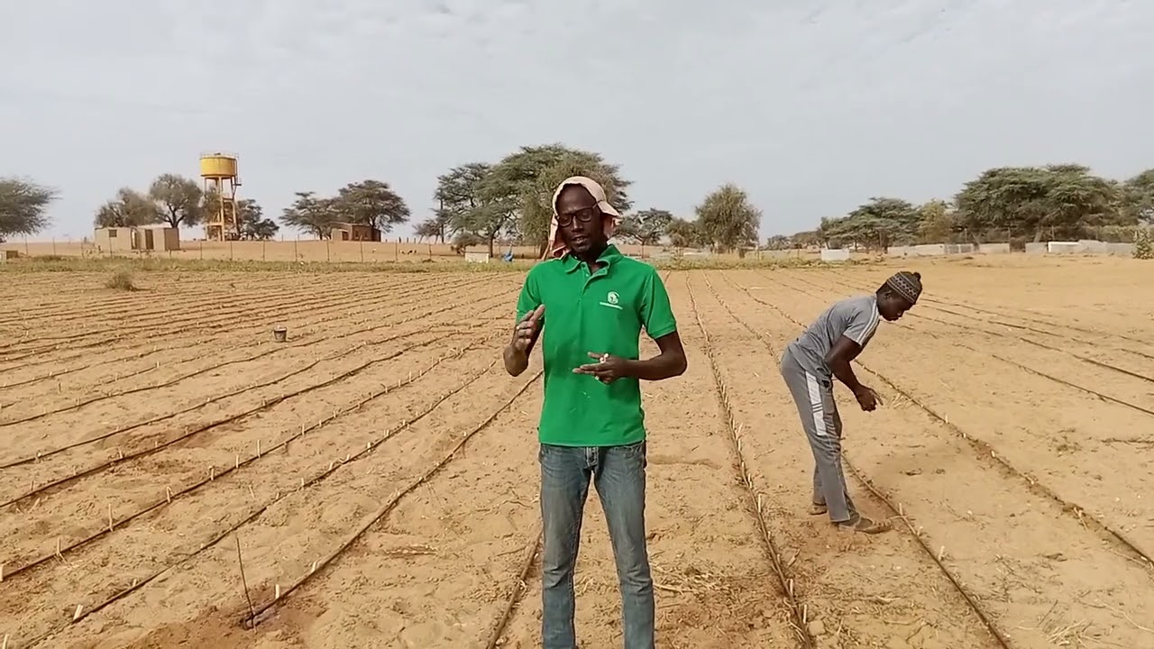 Culture fourragère maralfalfa Sénégal