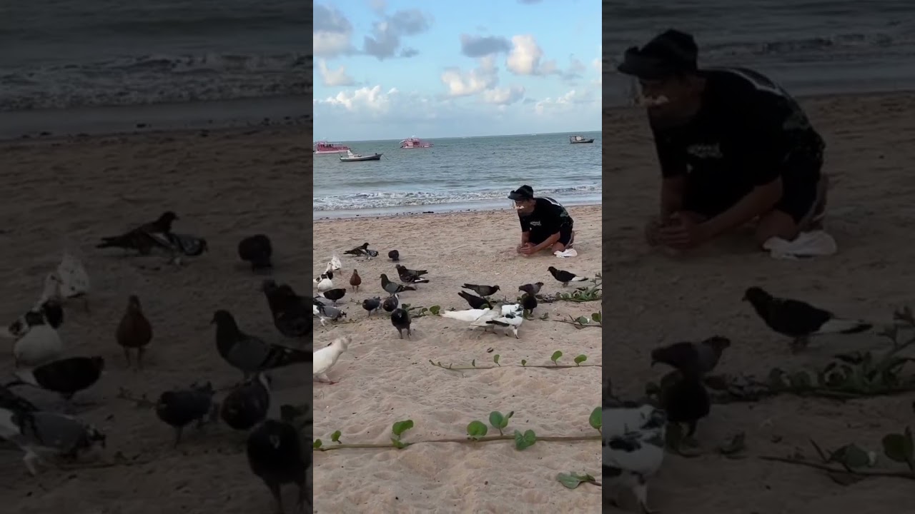 catching Pigeons!?😂🔥 ctto #kalapati #kalapatids #amazing