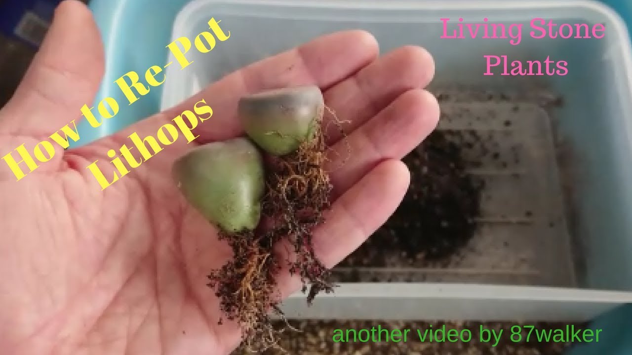How To Re-Pot Lithops