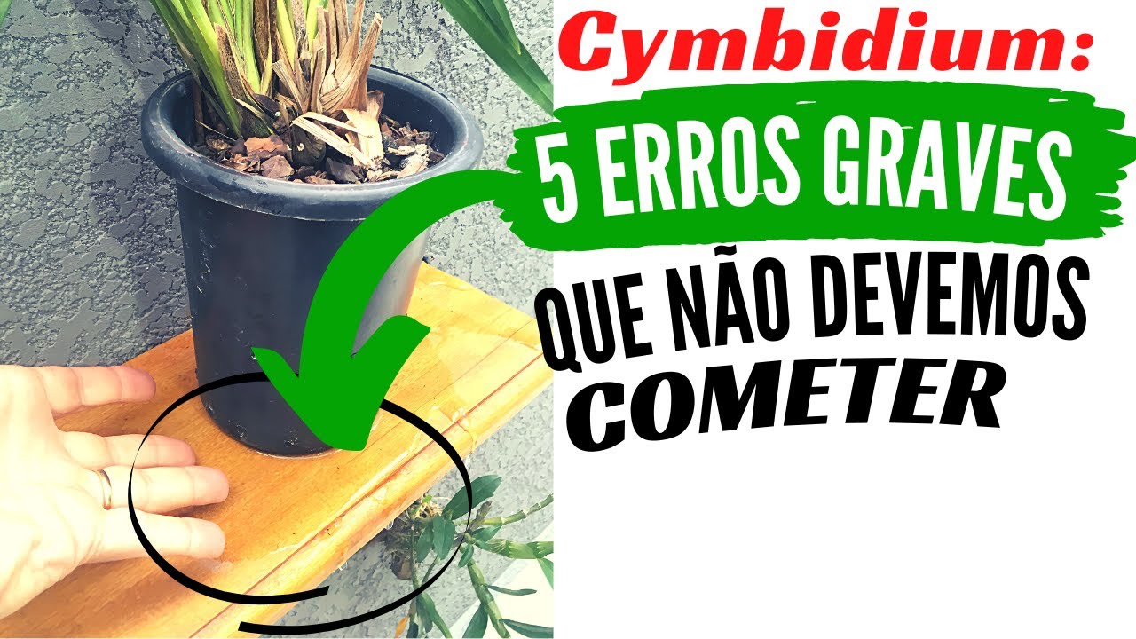 COMO CUIDAR de ORQUÍDEA CYMBIDIUM