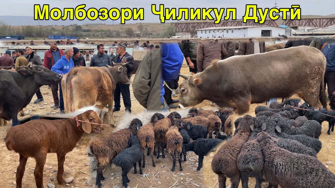 Молбозори Дустӣ Чоршанбебозор Нархи Буқача Баррача Гови Ҷушо 3 апреля 2024 г.