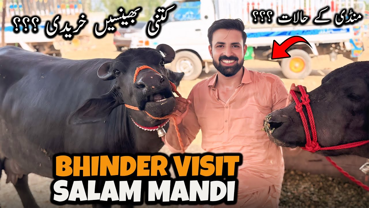 Waqar Bhinder Visit Salam Mandi Mandi K Kiya Halaat Hain 🤔 | کتنی بھینسیں خریدی ؟؟؟