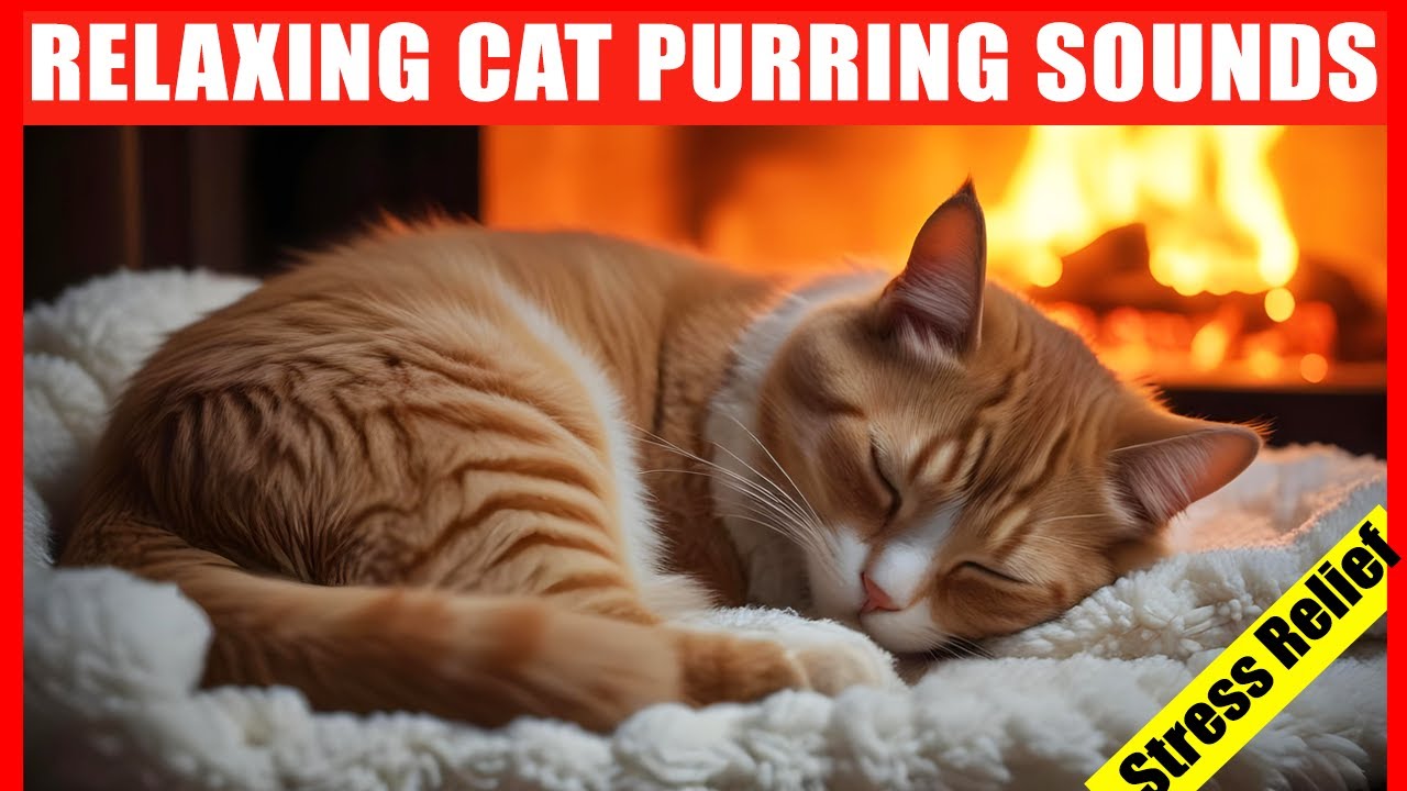 Cat Purring Sound. Comforting Purring Sounds to Relax Cats. Healing Purr by Fireplace.Cat ASMR Music