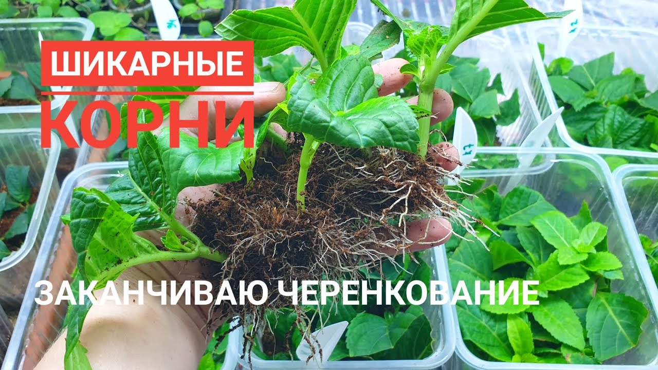 Укоренение гортензии летом 100%, корни, как щетка - последние черенки в этом году