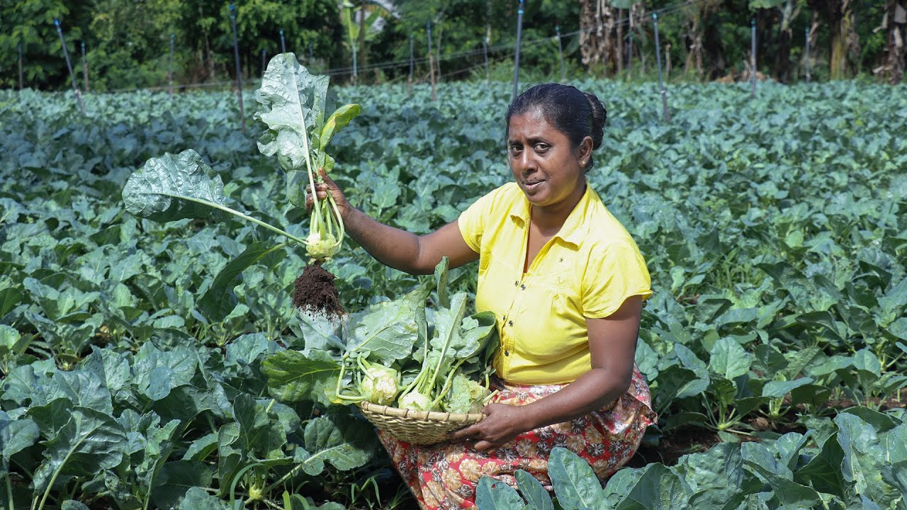 knol khol harvest! Some delicious dishes using potatoes and leaves. village kitchen recipe