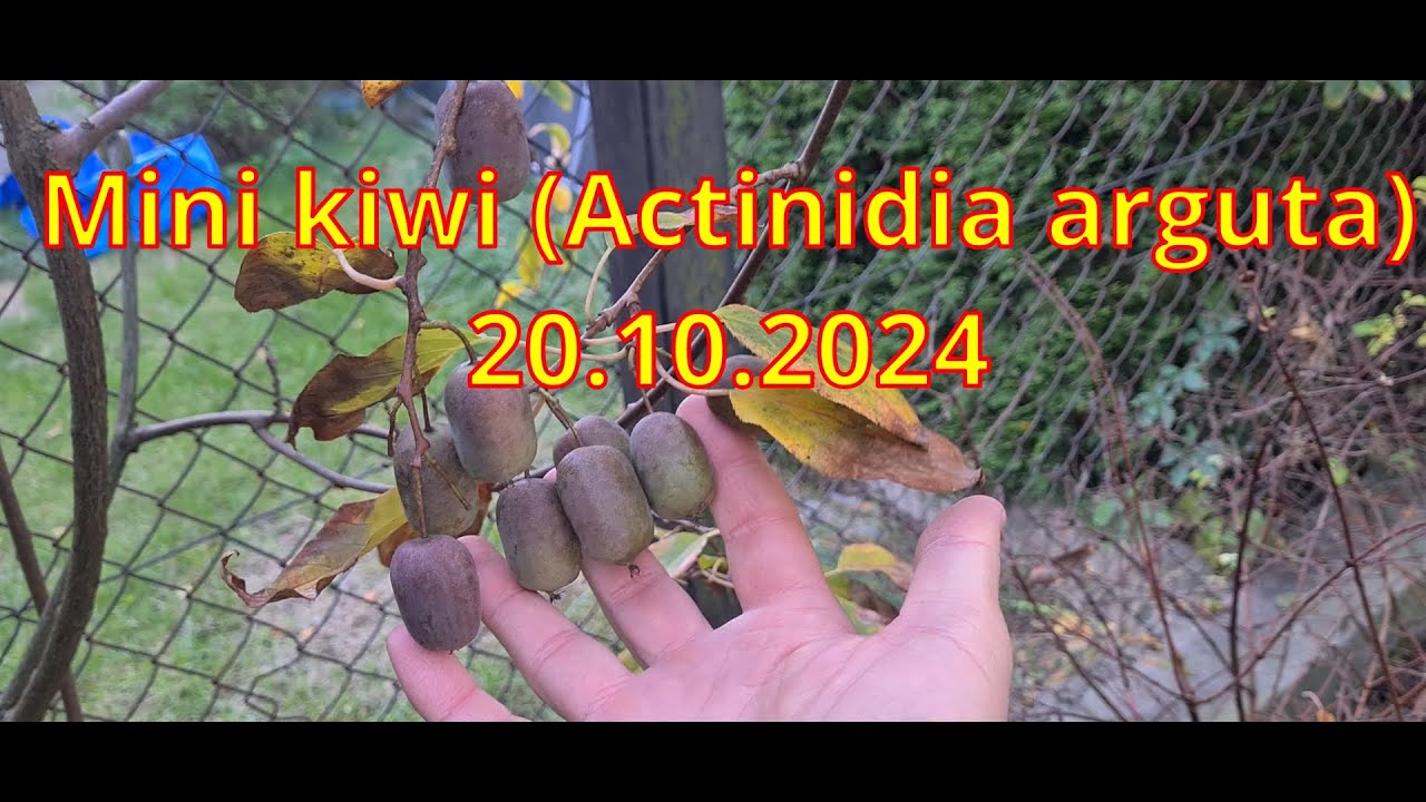 Mini kiwi (Actinidia arguta) 2024.