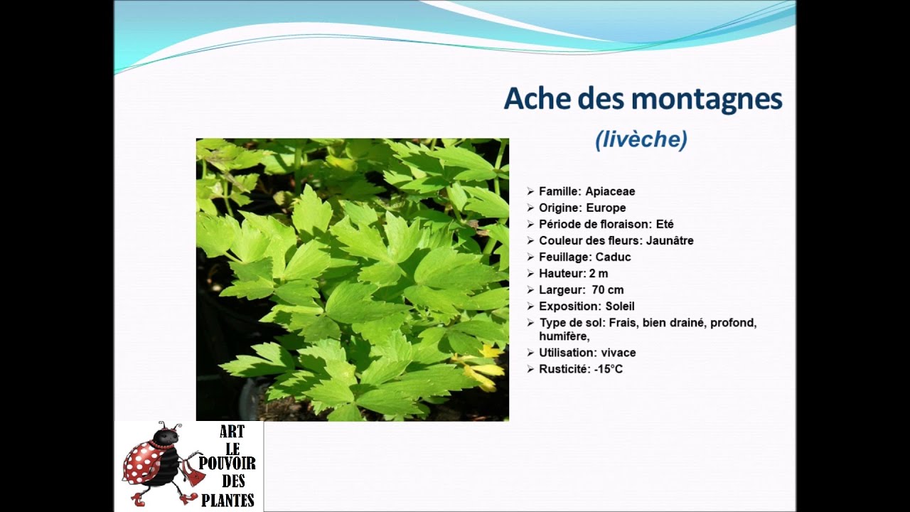 Fiche technique: Ache des montagnes (liv&egrave;che, c&eacute;leri perp&eacute;tuel)