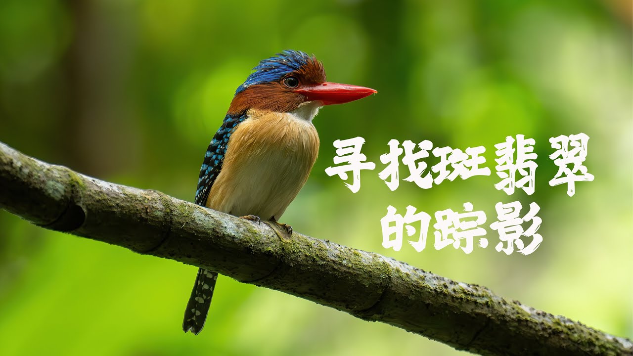 Sony A1 FE600 GM 寻找斑翡翠的踪影