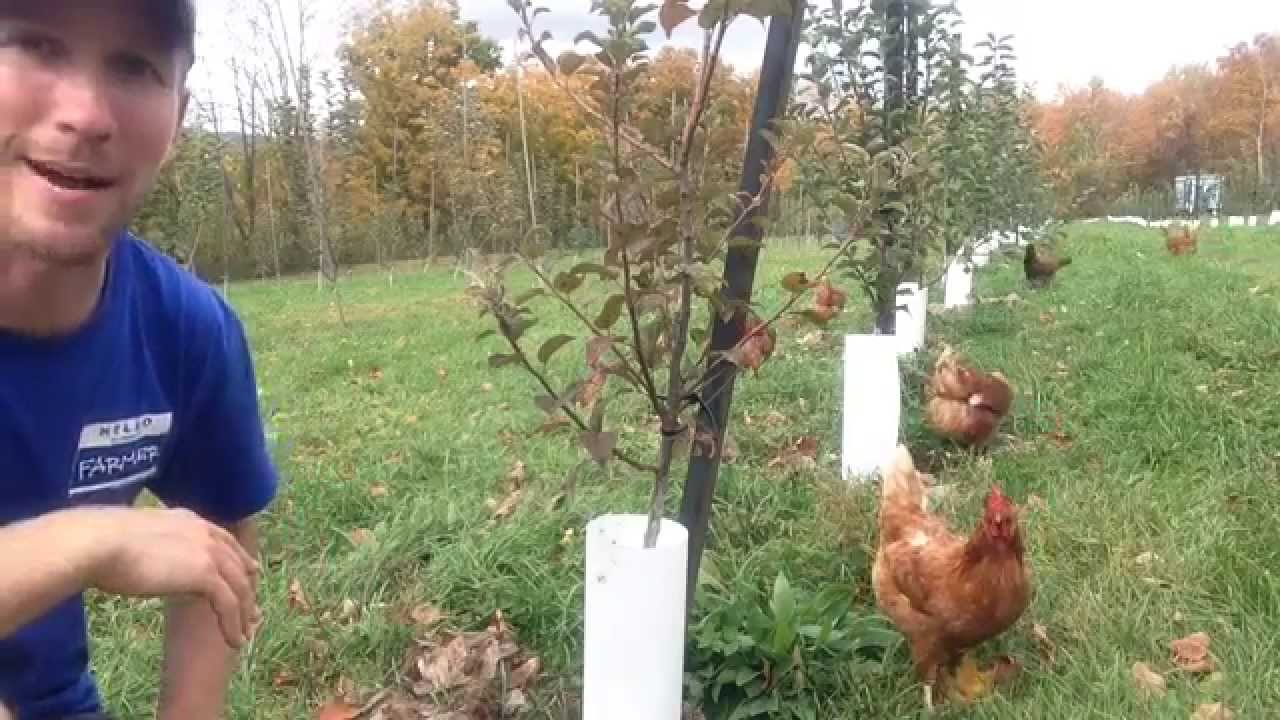 Нужно ли мульчировать почву вокруг яблонь?