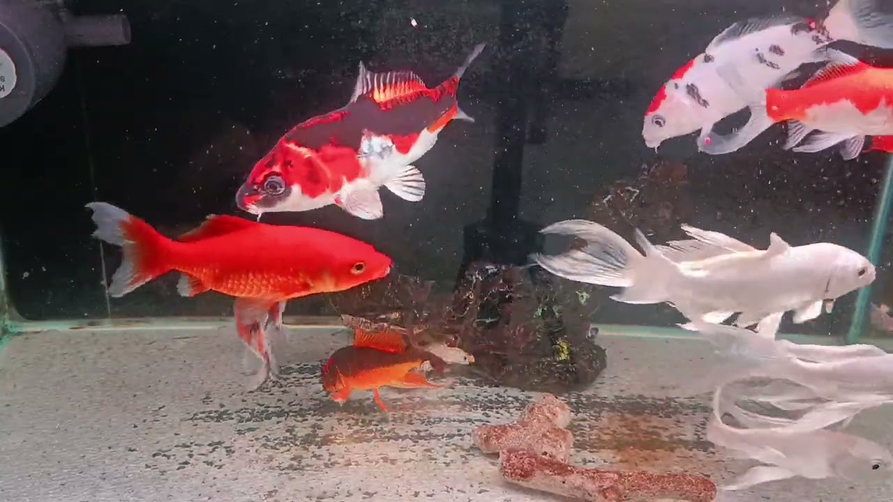 Unboxing Ikan Hias Warna Warni, Ikan Mas Koki, Ikan Oscar, Ikan Cupang, Ikan Lele, Ikan Glofish