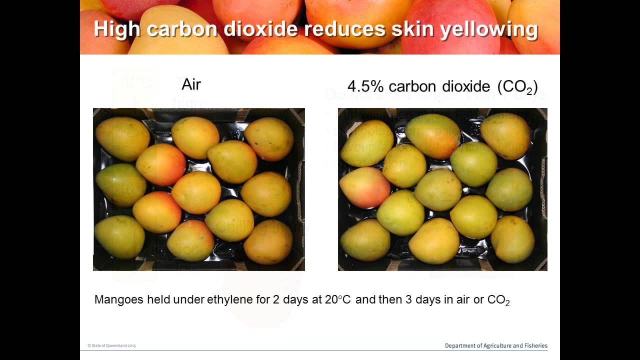Mango quality training for supply chain members