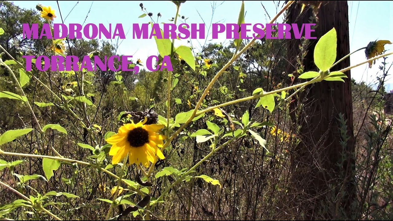 Virtual Tour Walking, MADRONA MARSH PRESERVE in Torrance, CA. Autumn, 2020. ASMR