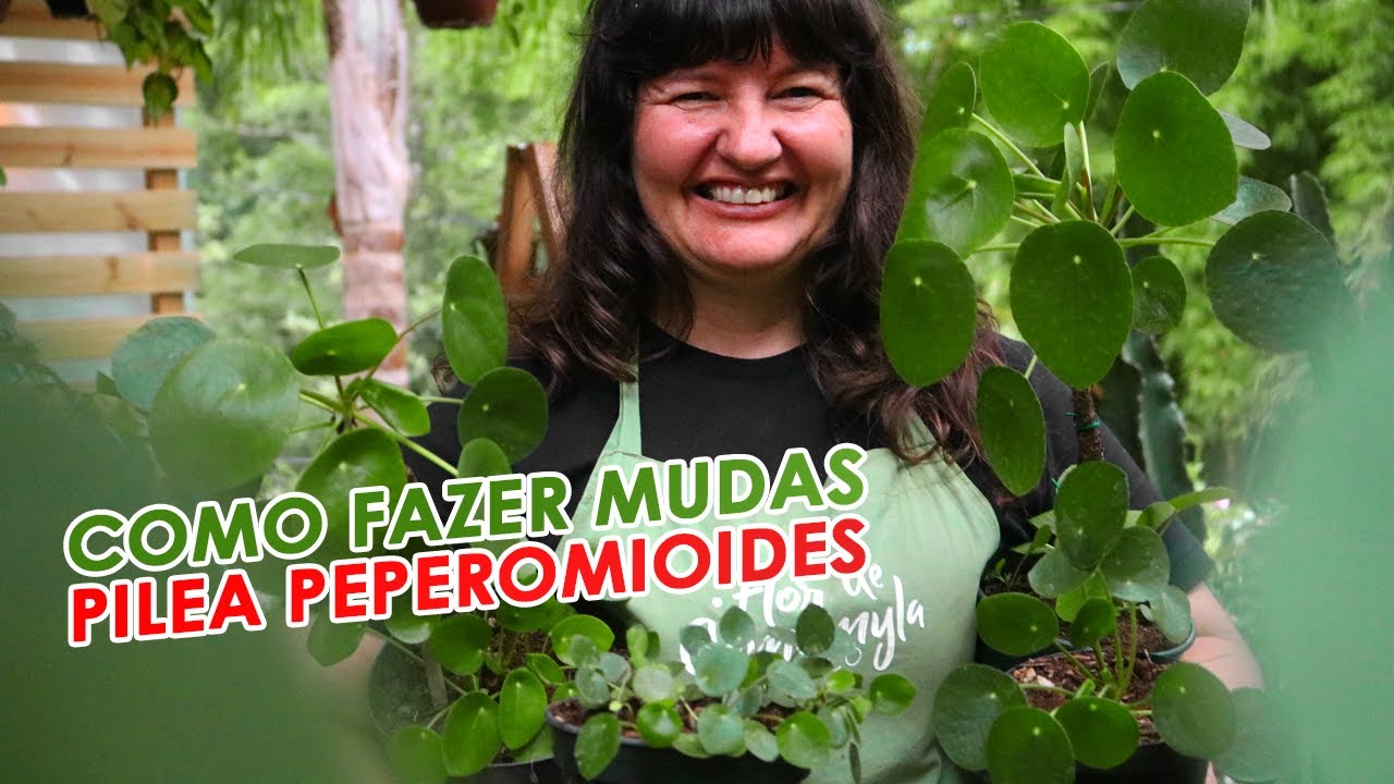 COMO FAZER MUDAS da PILEA! PLANTA do DINHEIRO e da AMIZADE
