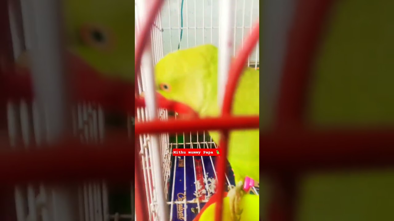 Mithu mummy Papa 🦜 #parrot #talkingparot#tranding #birdsounds #parrotnoises #parrotlover