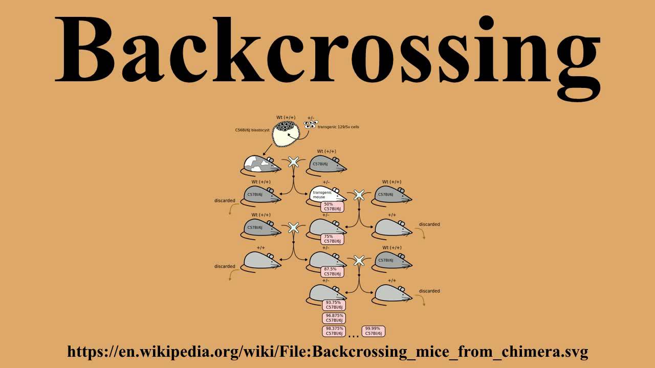 Backcrossing
