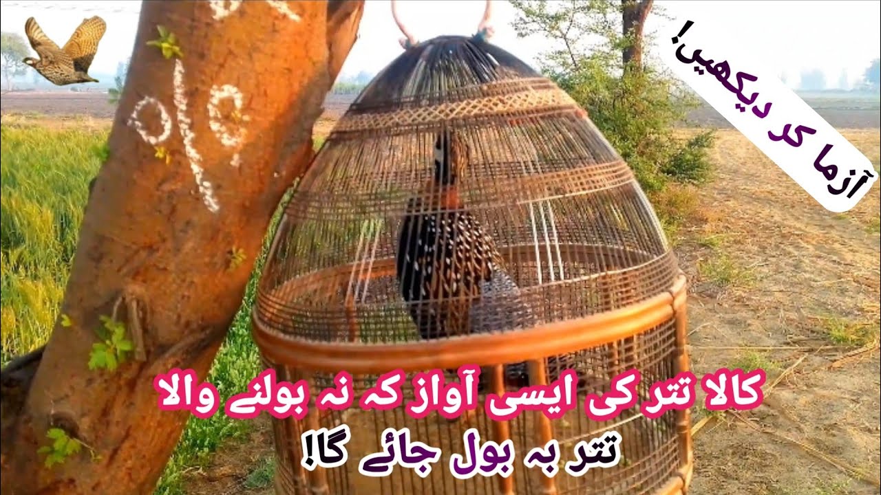 Ye awaz sunte hi teetar bol pare ga|black francolin voice|mix awazien|kala teetar ki awaz|