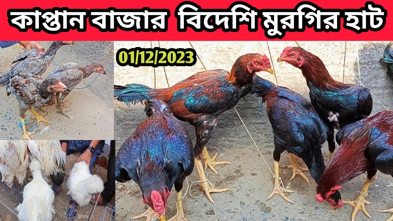 01/12/2023  কাপ্তান বাজার বিদেশি মুরগির হাট। কবুতরের হাট। কম দামে মুরগি কিনুন। pigeon market price