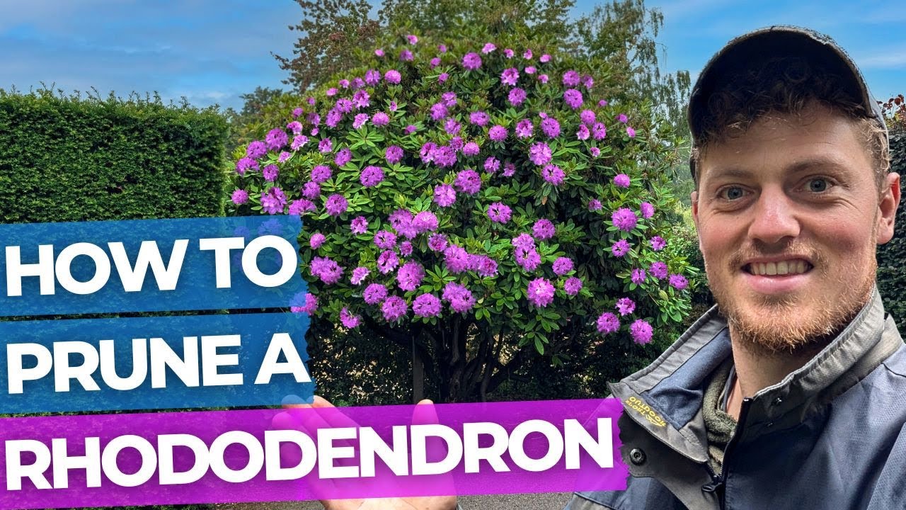 How to Prune a Rhododendron to Improve its Size, Shape & Flowers | In Depth Tutorial