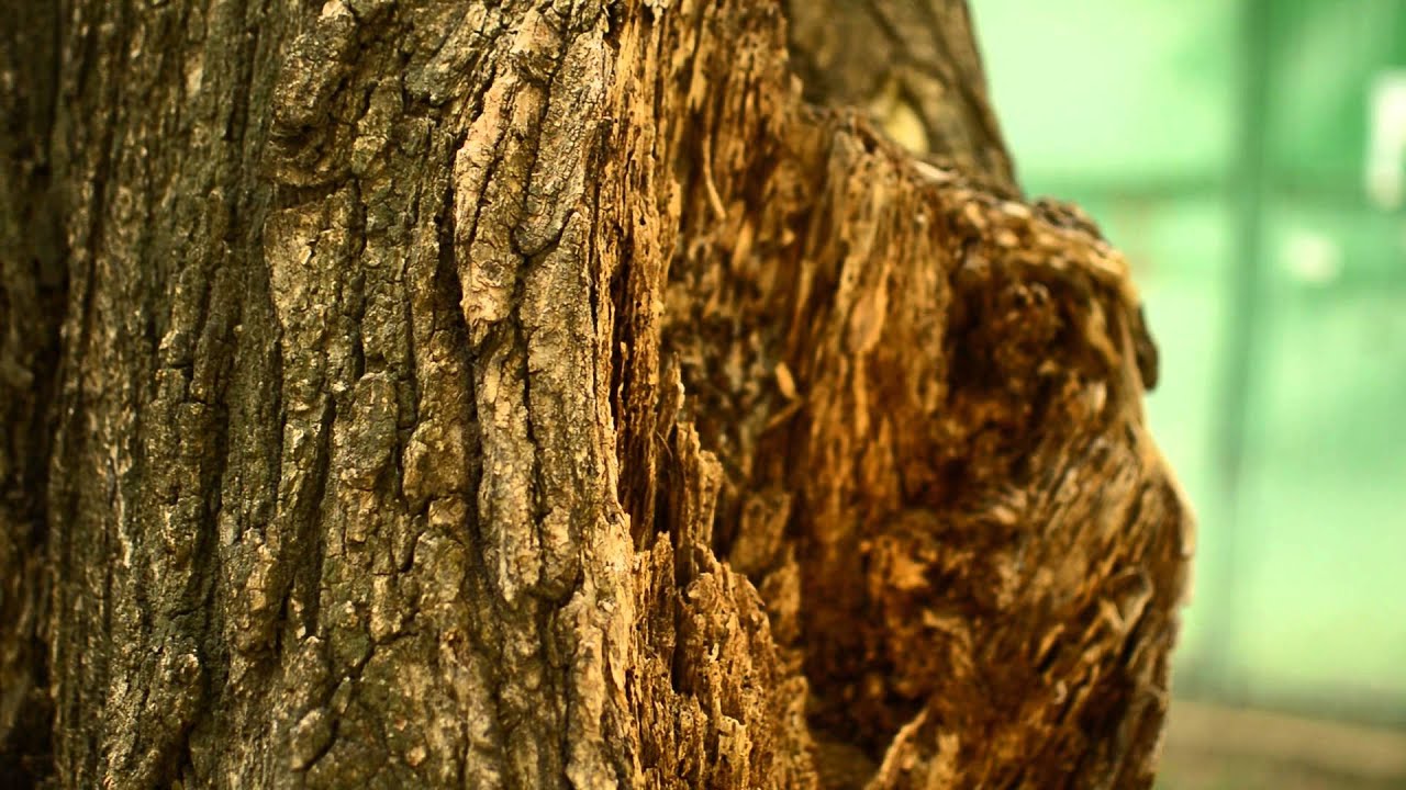nikon d3200 video test