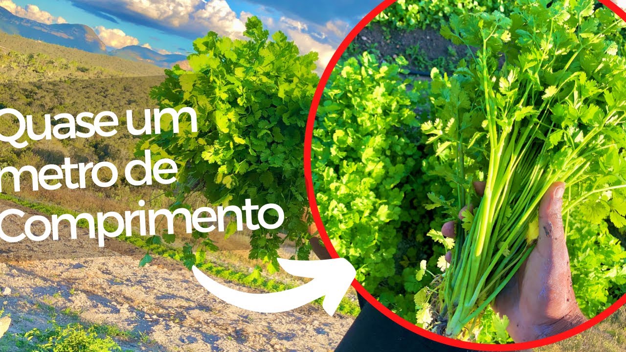 Como fazer o coentro engrossar o talo e Crescer Rápido!