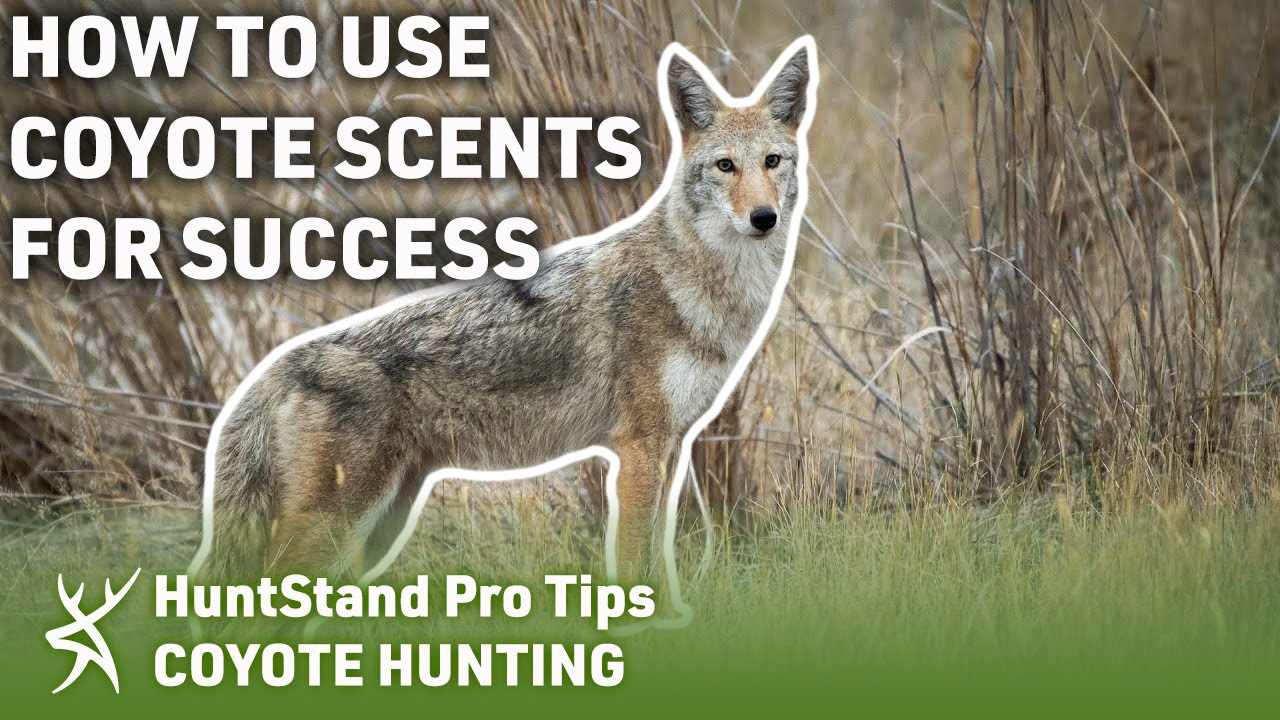HOW TO Use Coyote Scents for SUCCESS