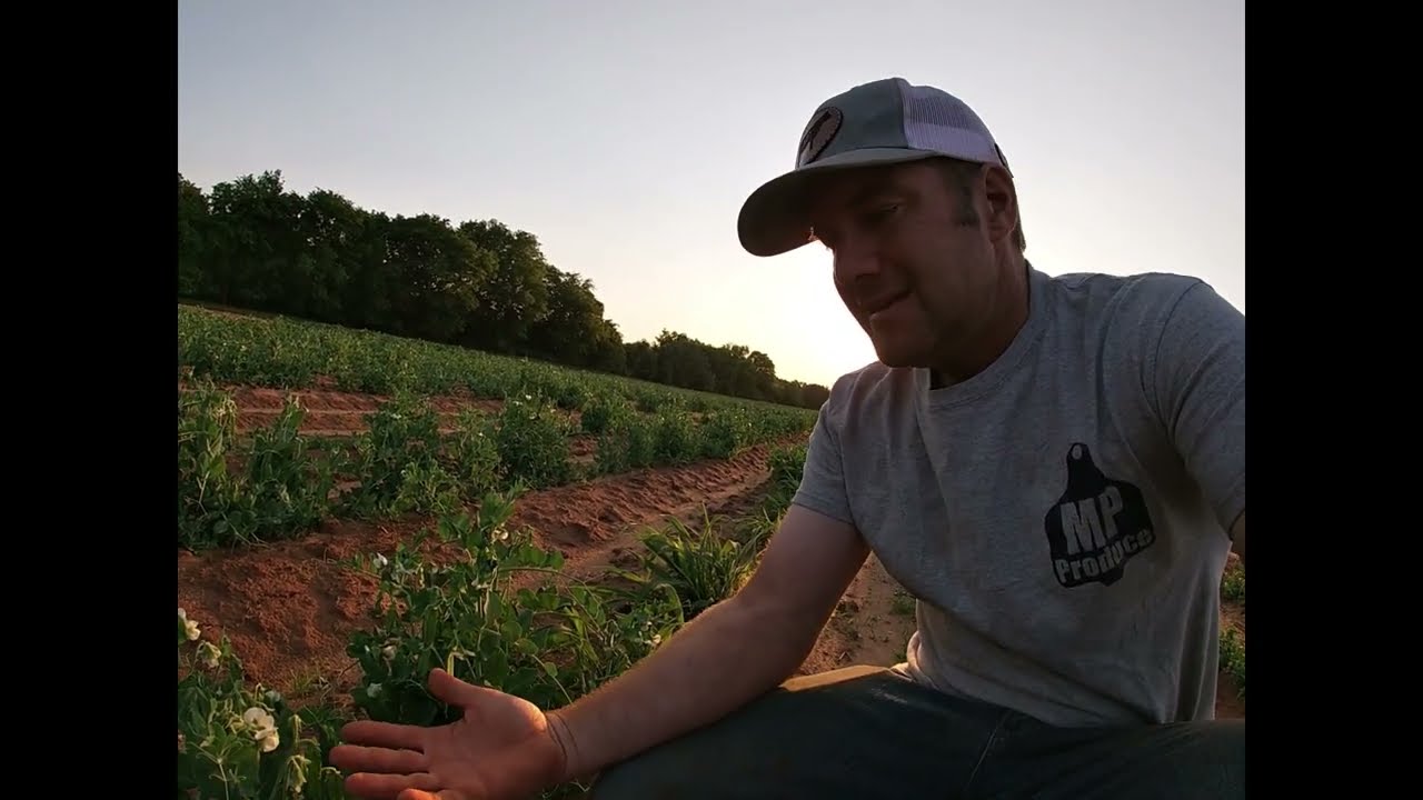 Harvesting and processing sweet peas on our farm.