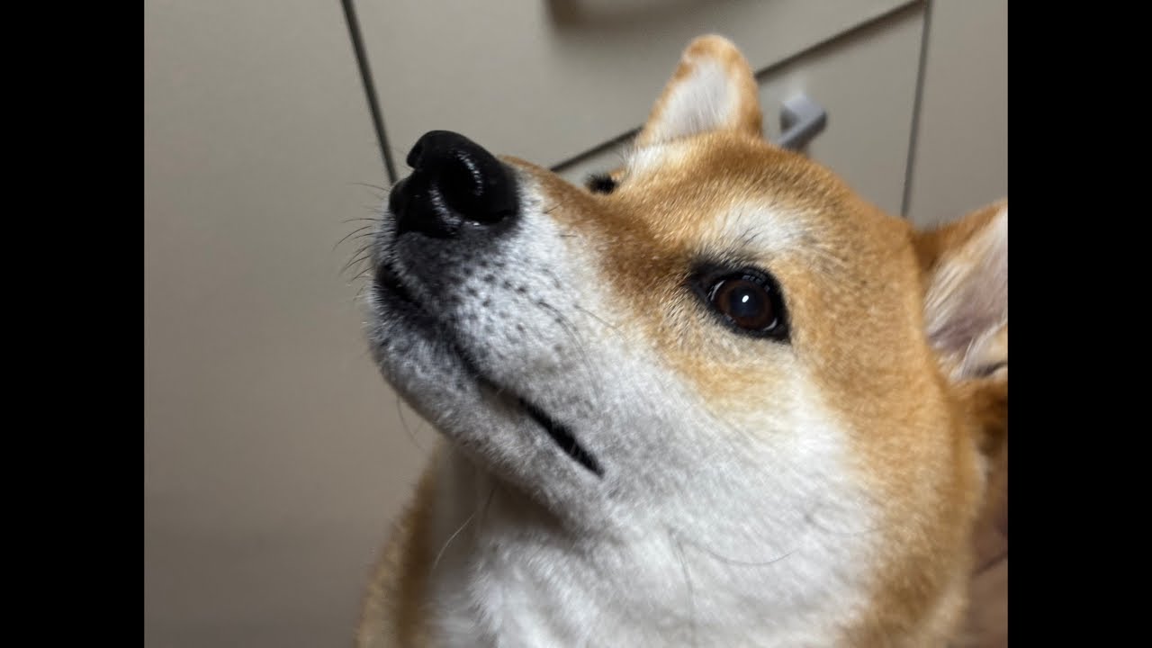 【LIVEアーカイブ】柴犬よもぎ🐕💨 日曜夜の静かなさんぽ